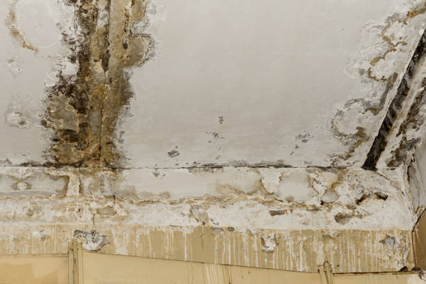 Best Water damage mitigation services  in Security Widefield, CO